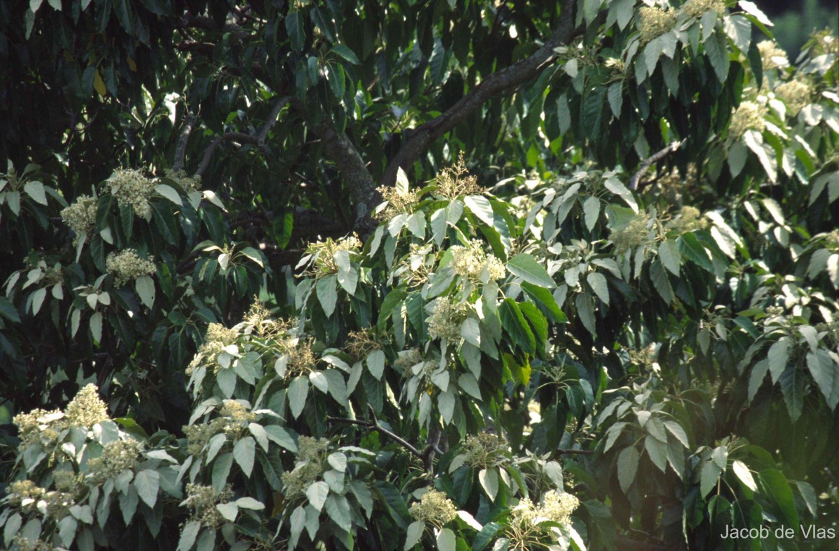 Aleurites moluccanus (L.) Willd.